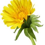 爱情岛岛论坛独家线路一夸克:探索浪漫之旅的最佳选择与攻略 12j5yls