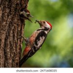 爱情岛首页官网:探索浪漫之旅,尽享爱的每一刻 744dflxu2w