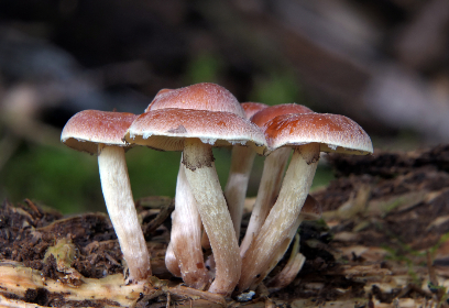 深入探讨a片区域划分的标准与实践