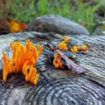 深入探讨LaTeX中的newcommand命令及其应用 kj4i4w430