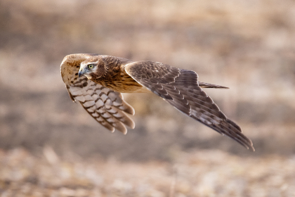 真不卡影院在线观看免费：畅享高清影视，尽情体验无广告观影乐趣