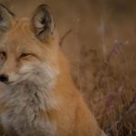 看日剧的app:畅享最新热门日剧,轻松追剧不再难 ghon8xa21u