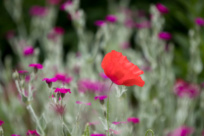 看片狂人官网正版网站：畅享高清影视资源，尽在正版平台！