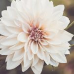 真不卡5影院:畅享无广告高清电影,尽情沉浸视听盛宴 s4pms